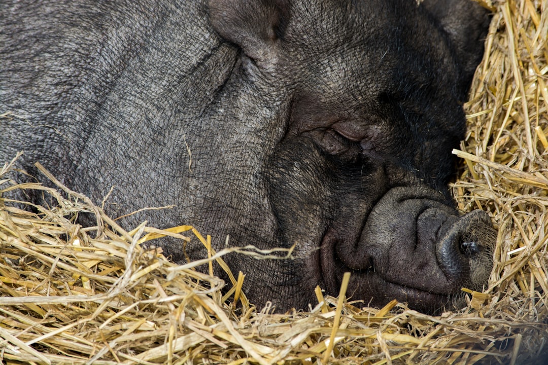 Photo Pig anatomy